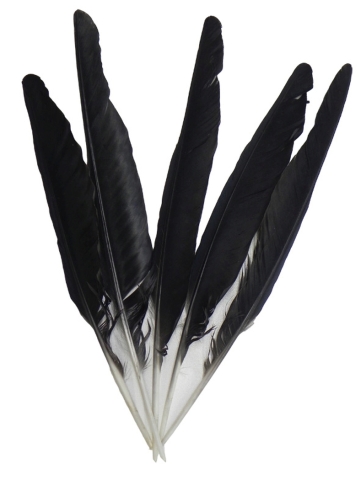 Feathers crow approx. 22 cm / Pack = 10 pieces