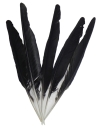 Feathers crow approx. 22 cm / Pack = 10 pieces